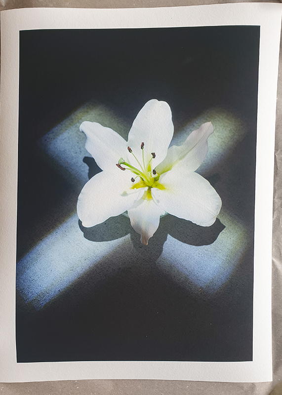 a lily and cross of light in the darkness: print