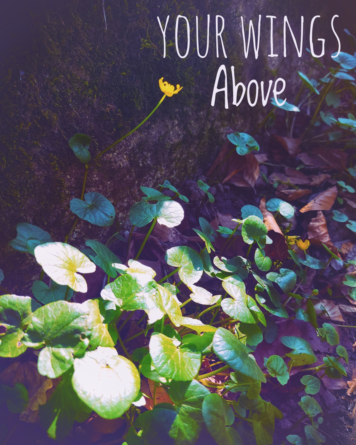 Your Wings Above – Hymn